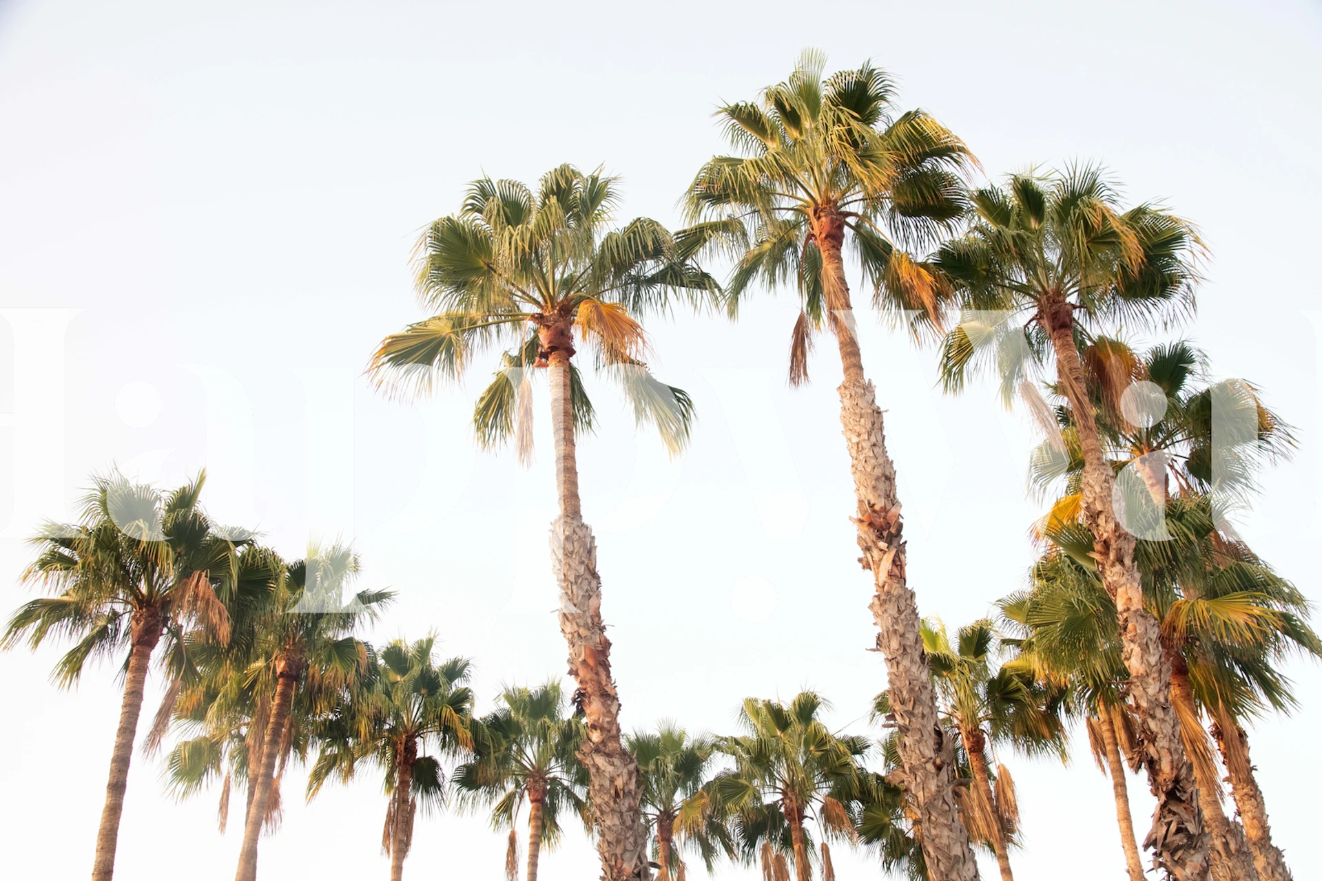 Palm Trees Dream 4 wallpaper in a room