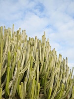 Cacti Dream 3 tapete