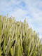 Cacti Dream 3