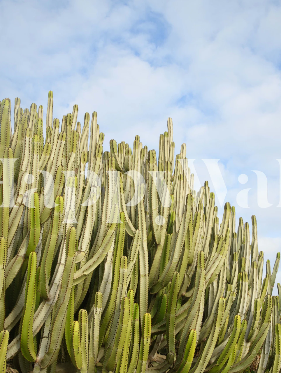 Cacti Dream 3 wallpaper in a room