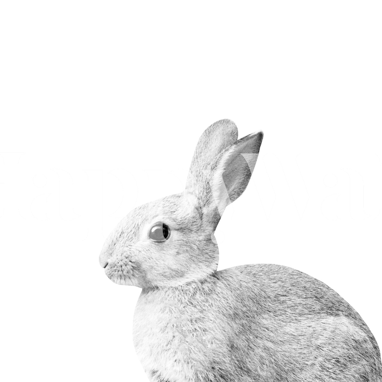 White bunny illustration on a white background wallpaper