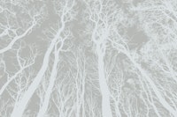 Scandinavian Forest behang