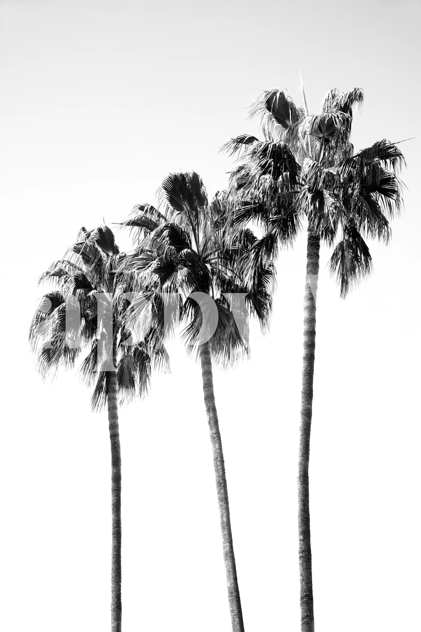 Black and white wall mural of palm trees against a clear sky