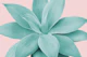 Blush Agave Romance 1