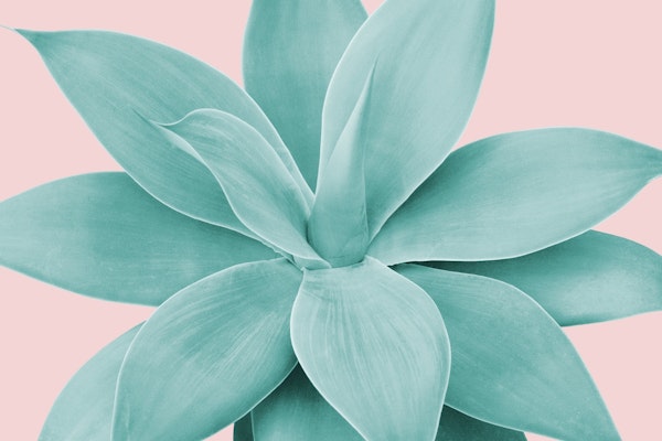 Blush Agave Romance 1