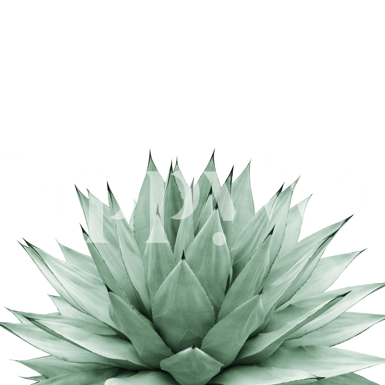 Close-up of a green agave plant wall mural exuding a calming summer ambiance
