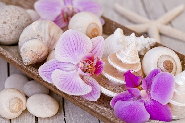 Orchid And Shells Still Life