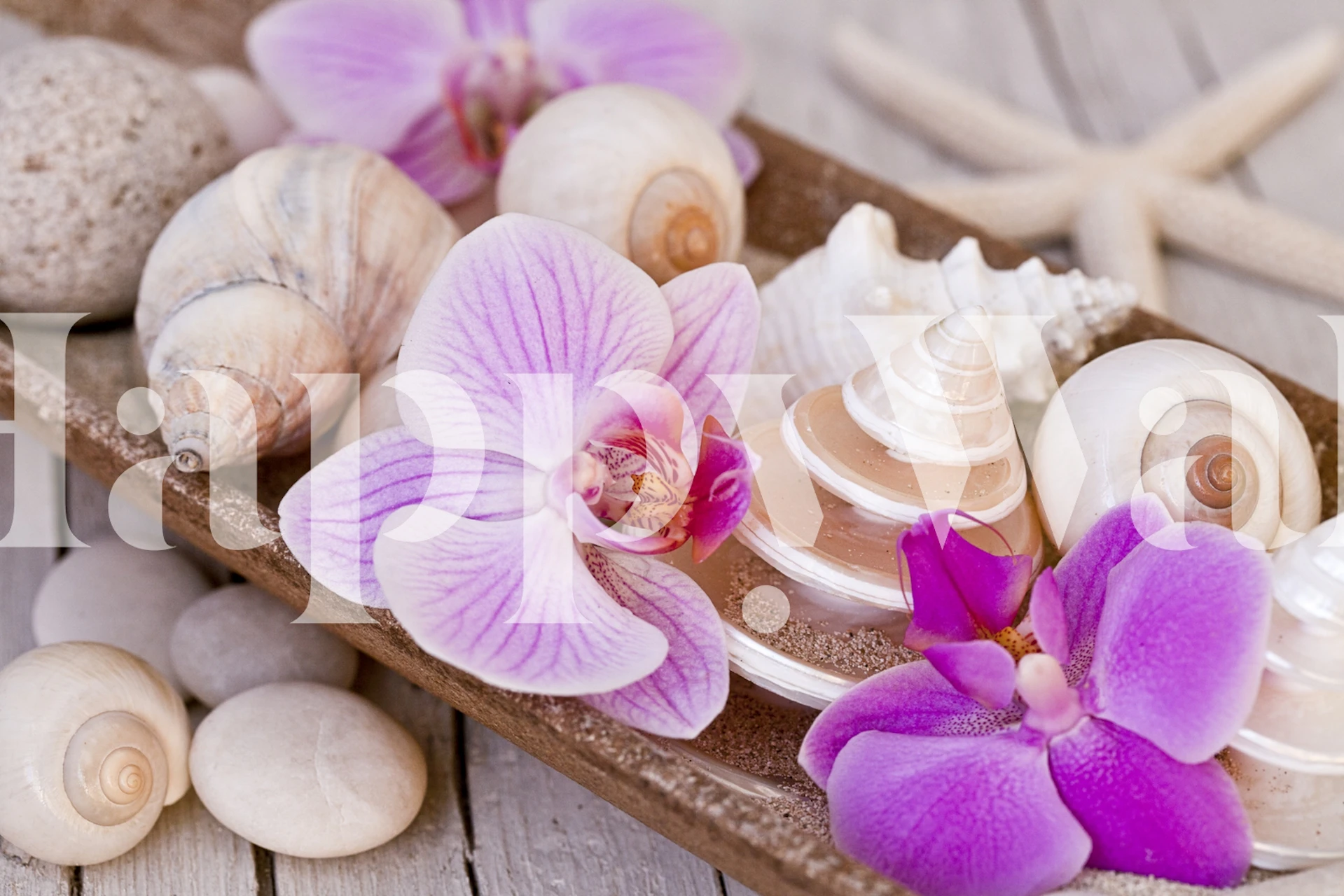 Pink orchids and white shells on a wooden surface wallpaper