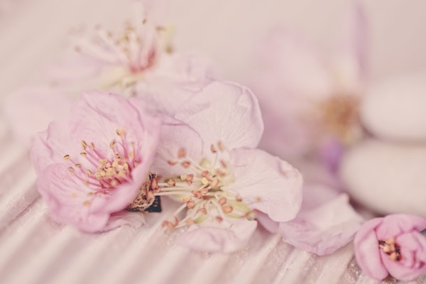 Pink Pastel Peach Tree Flowers