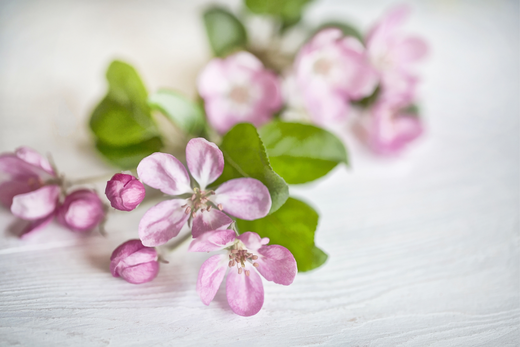 Pink Apple Blossom Wallpaper Beautiful Floral Wall Decor Happywall