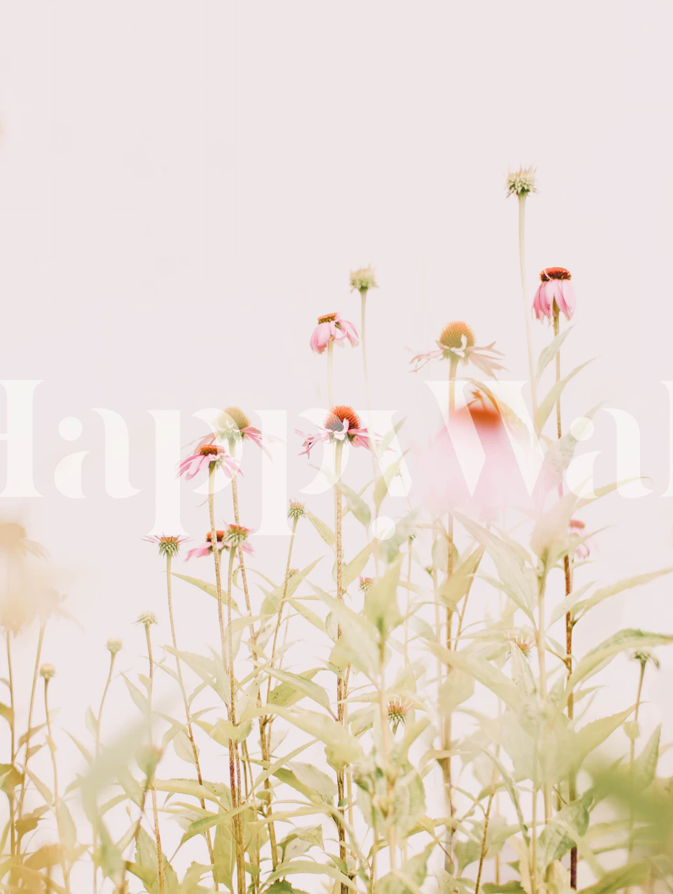 Echinacea flowers in soft pink hues with green leaves wallpaper