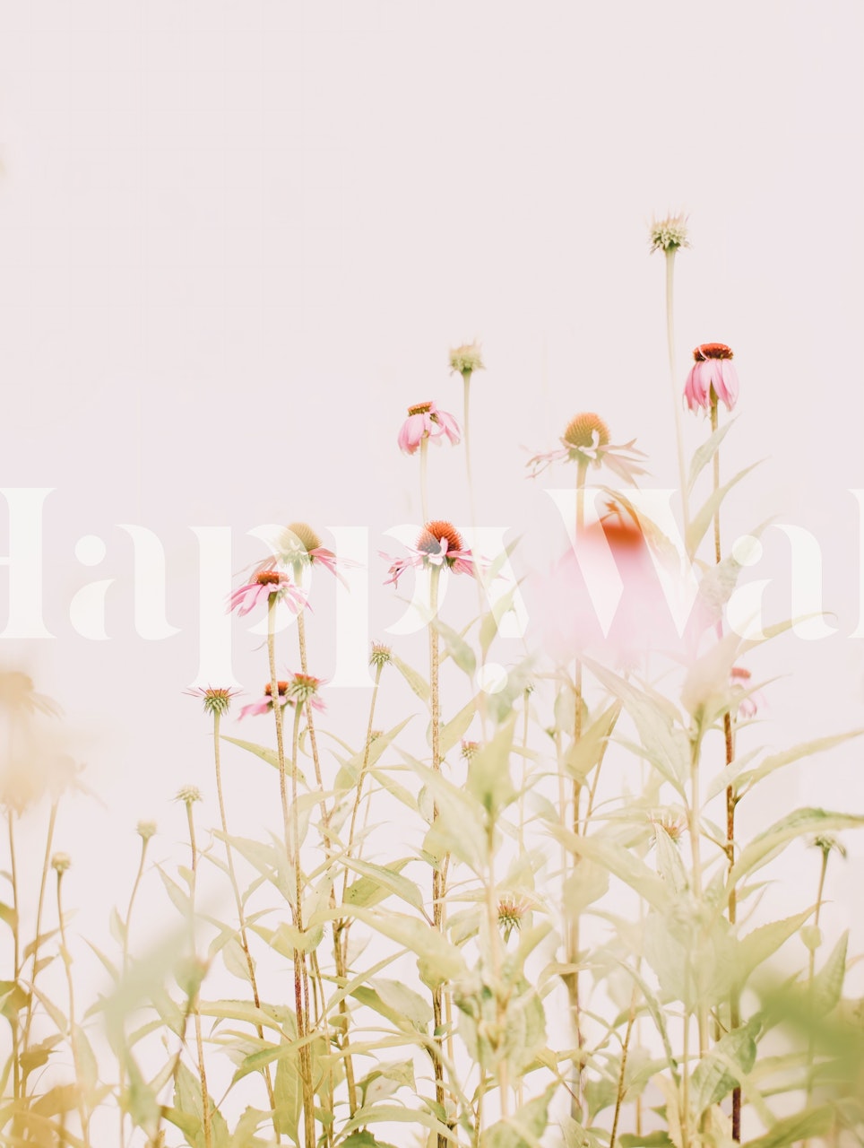 Echinacea flowers in soft pink hues with green leaves wallpaper