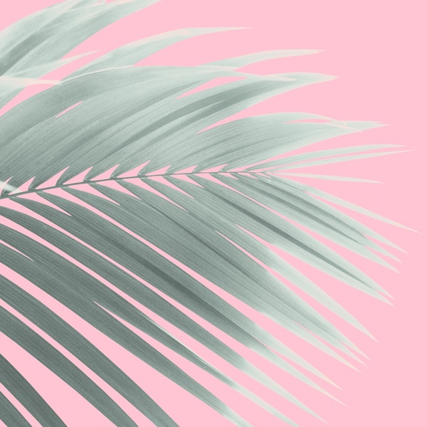Palm Leaf Pastel Vibes 1
