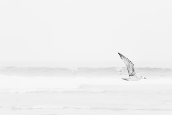 Ocean Waves and Seagull in Black and White