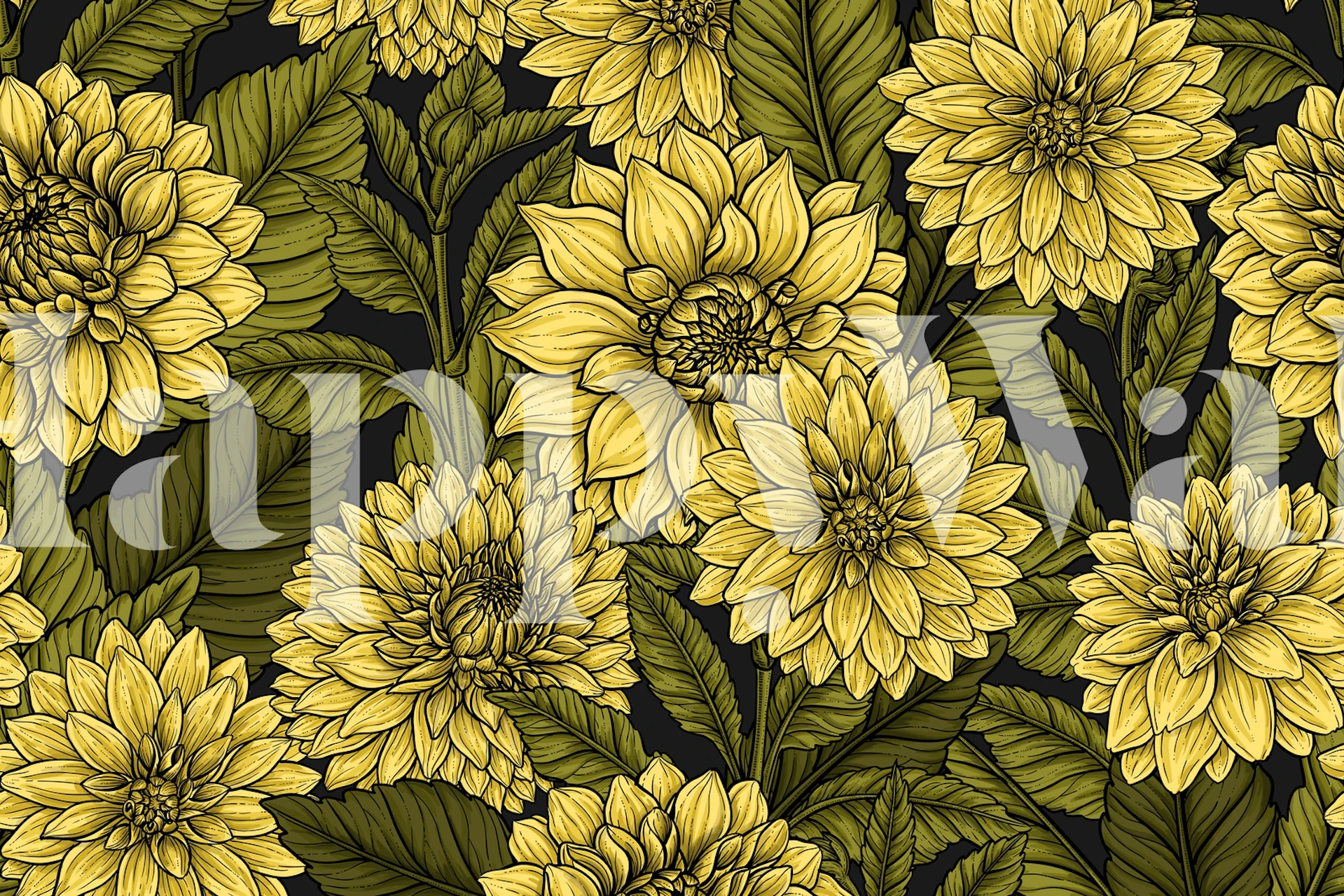 Yellow dahlia flowers on dark background wall mural