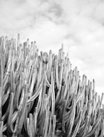 Cacti Dream 4 tapete