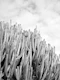 Cacti Dream 4