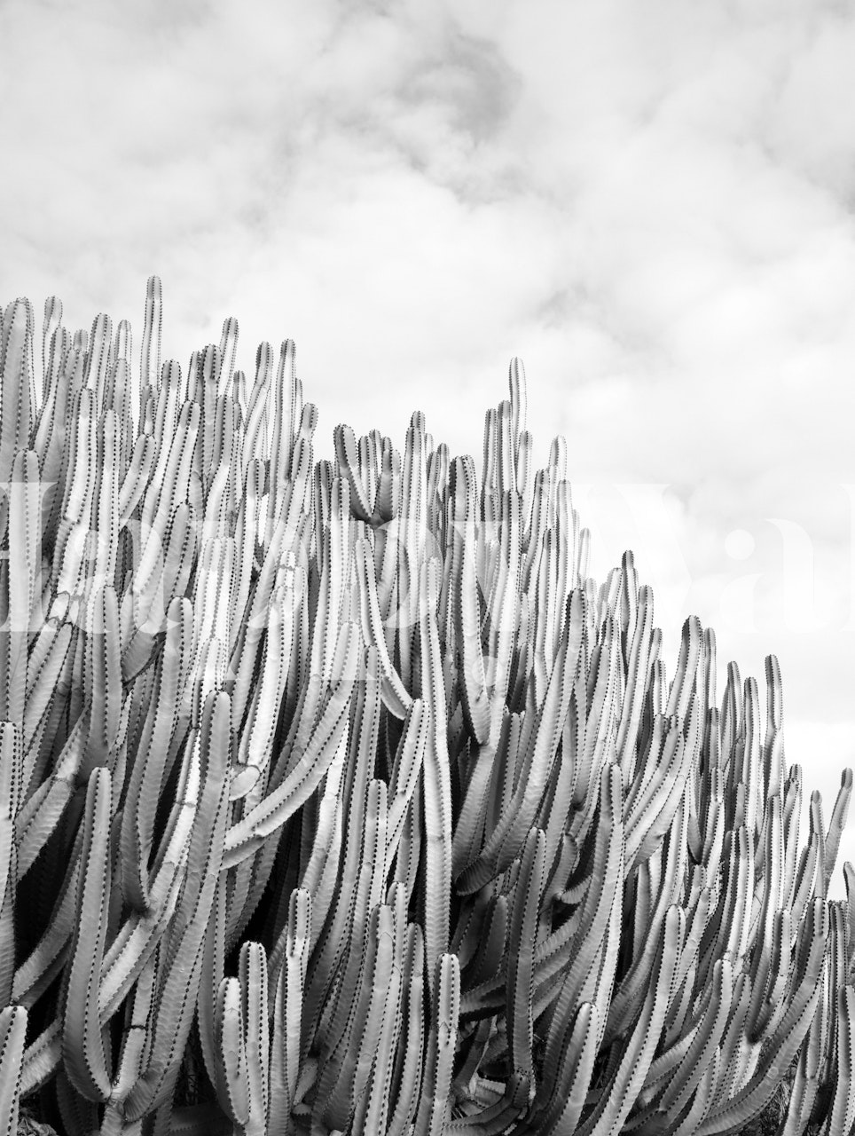 Cacti Dream 4 wallpaper displayed in a room