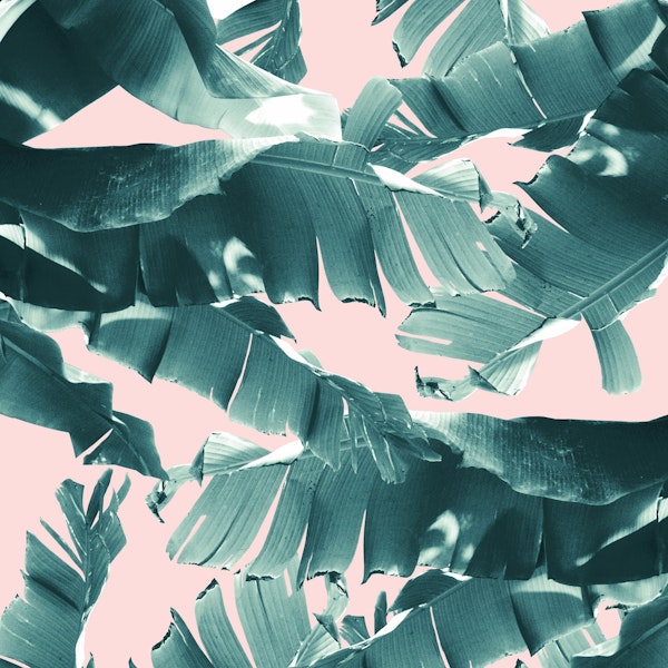 Tropical Banana Leaves 6