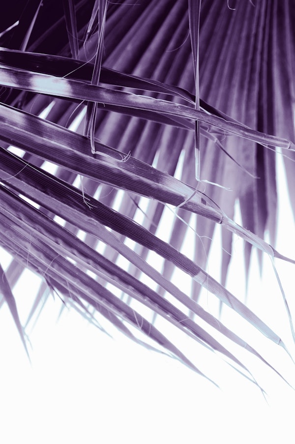 Fan Palm Leaves Dream 3