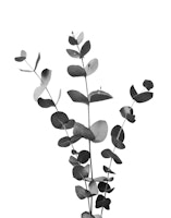 Eucalyptus Branch Dream 2 wallpaper