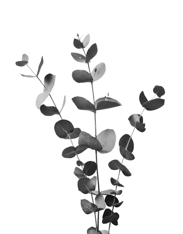 Eucalyptus Branch Dream 2