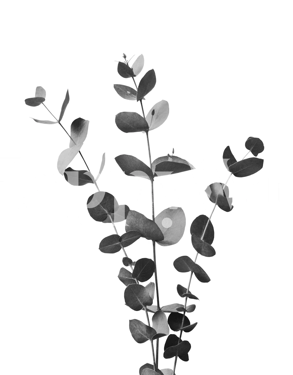 Black and white wall mural of eucalyptus branches for a serene interior.