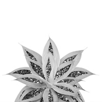 Gray Agave Silver Glitter 1 ταπετσαρία