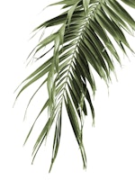 Palm Leaf Jungle 3 papel pintado