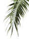 Palm Leaf Jungle 3