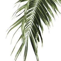 Palm Leaf Jungle 3 wallpaper