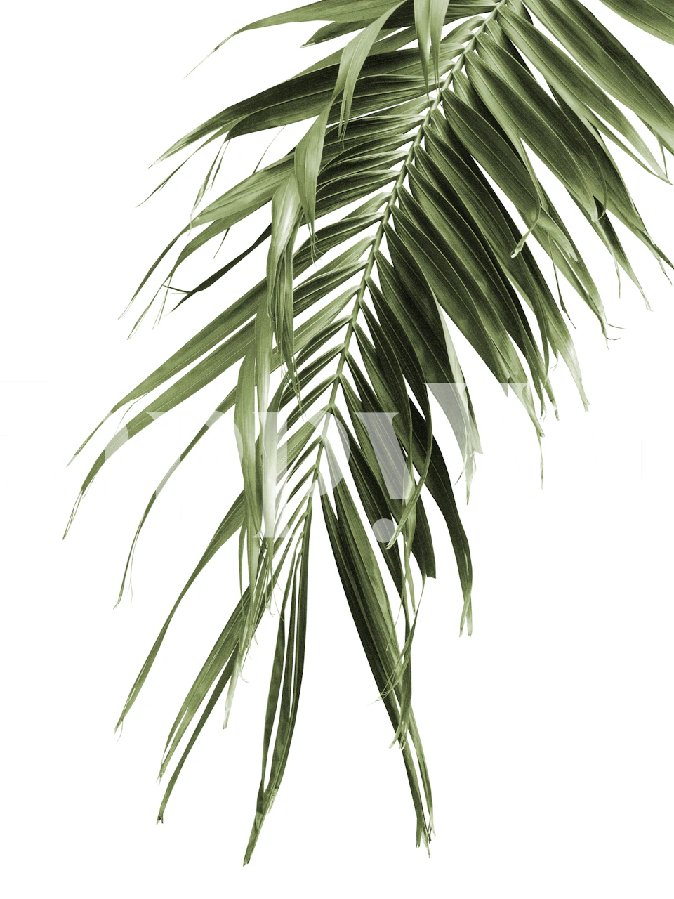 Green palm leaves on a white background botanical wallpaper