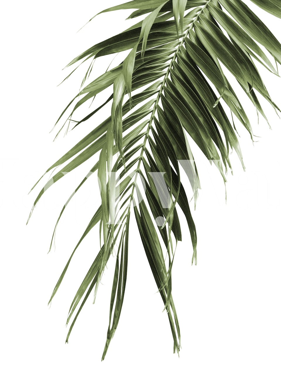 Papier peint Palm Leaf Jungle 3 dans une pièce
