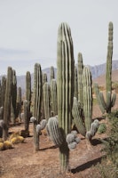 Cactus Oasis 1 behang