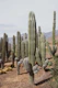 Cactus Oasis 1