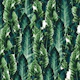 Green Vibes 1