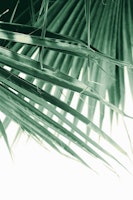 Fan Palm Leaves Dream 4 papiers peint