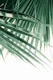 Fan Palm Leaves Dream 4