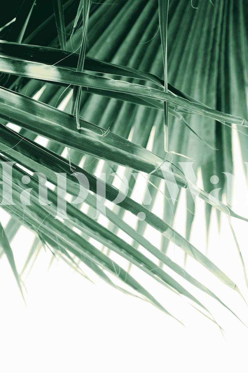 Soft green fan palm leaves wall mural with a dreamy light and shadow effect