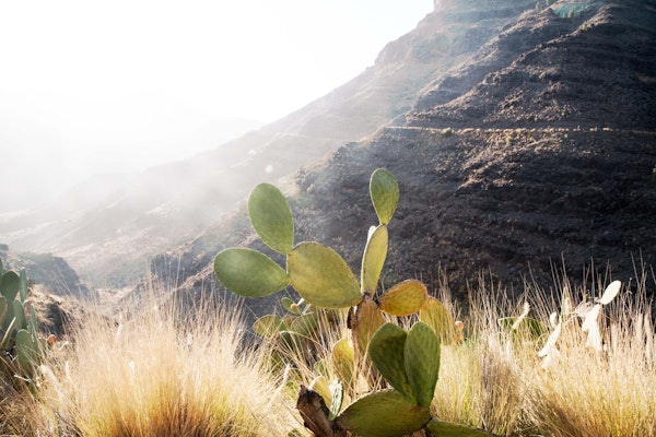 Cactus Mountain Dream 1