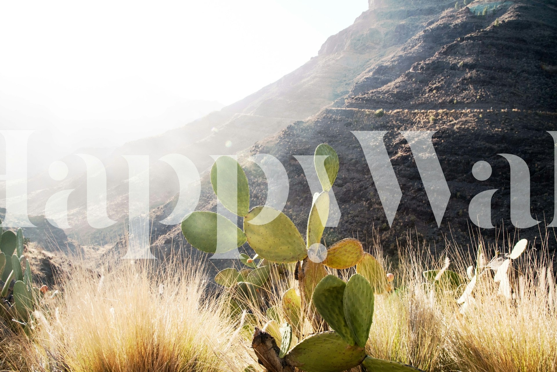 Cactus mountain wallpaper in a room