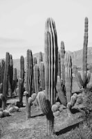 Cactus Oasis 2 behang