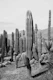 Cactus Oasis 2