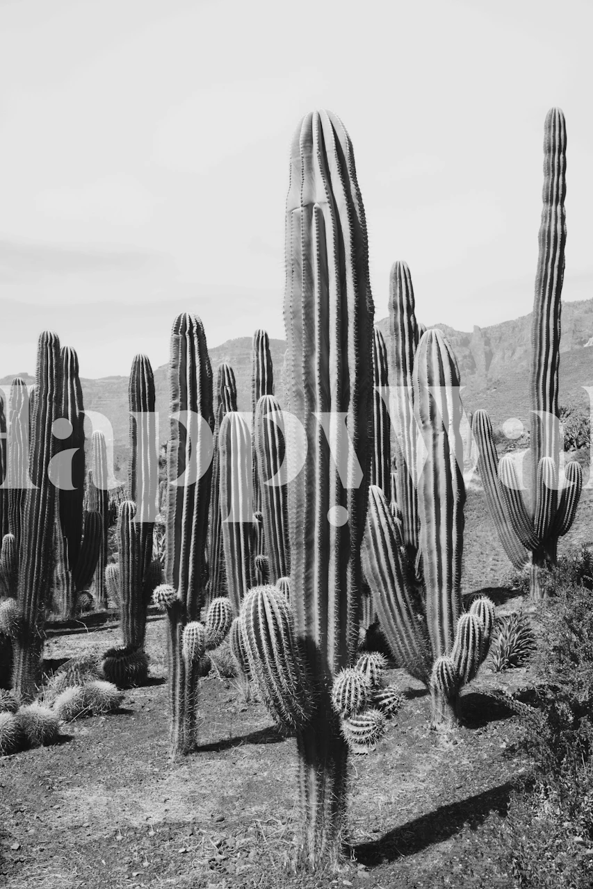 Black and white cactus wallpaper featuring tall cacti in a desert setting