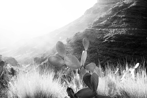 Cactus Mountain Dream 2