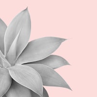 Agave Finesse 5 ταπετσαρία