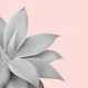 Agave Finesse 5
