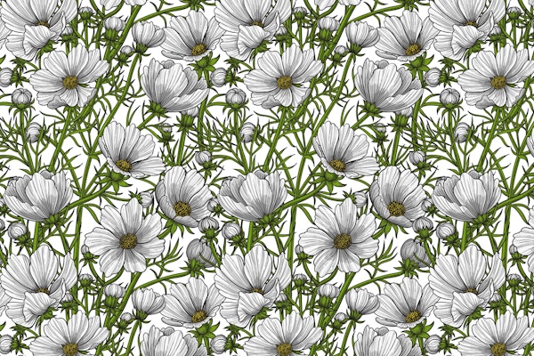 White cosmos on white