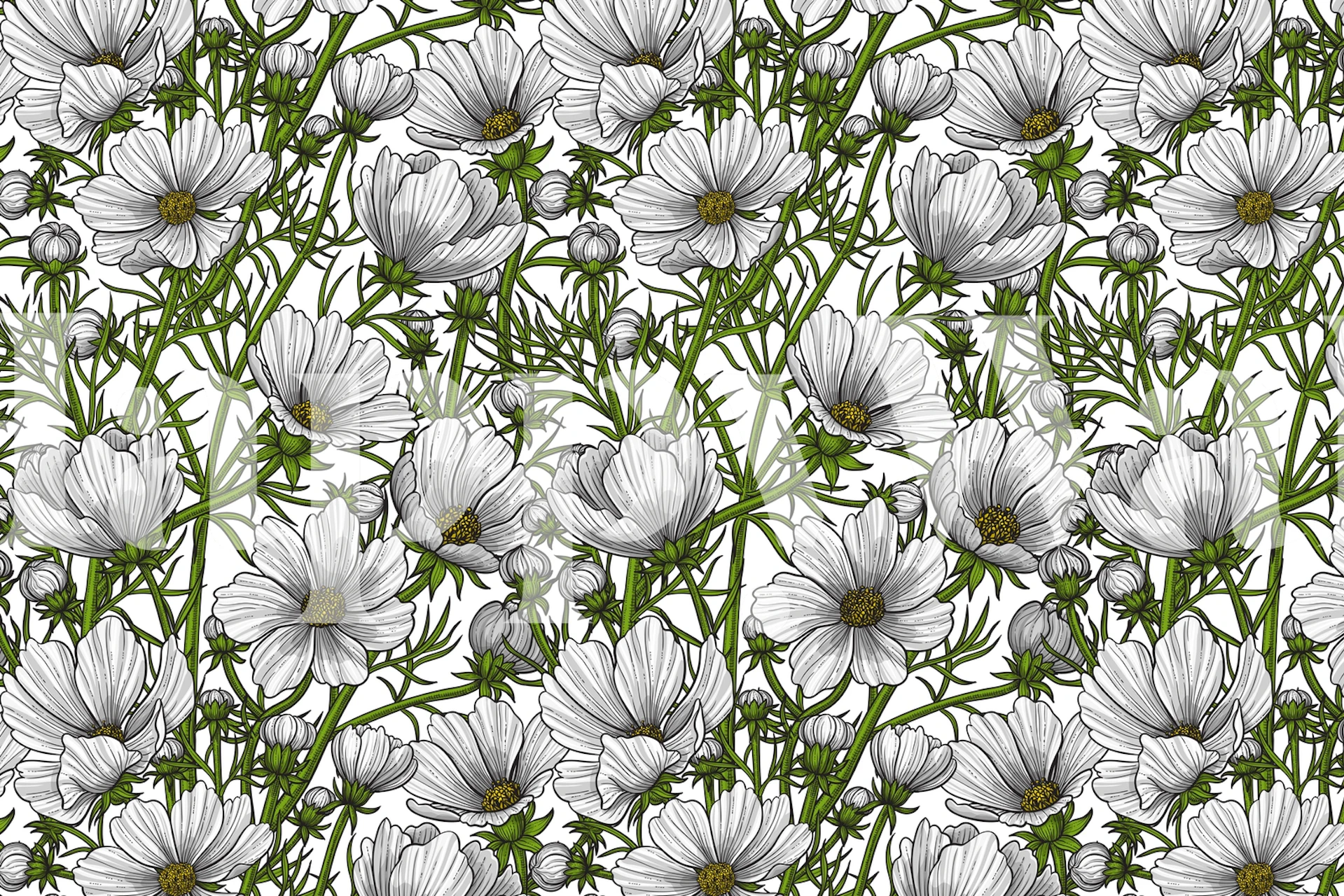 White cosmos flowers on green stems against a white background wallpaper