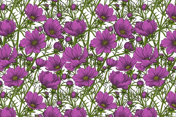 Violet cosmos on white